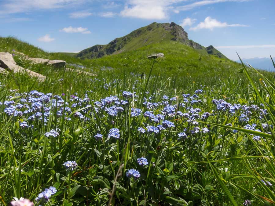 Myosotis alpestris / Nontiscordardim alpino